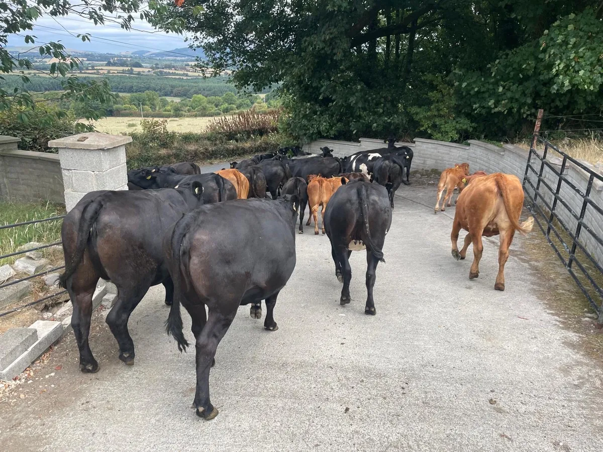 Incalf heifers - Image 1