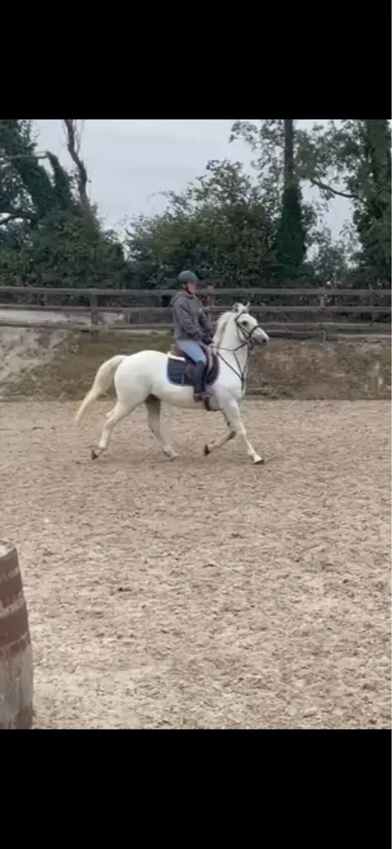 Conemara gelding - Image 2