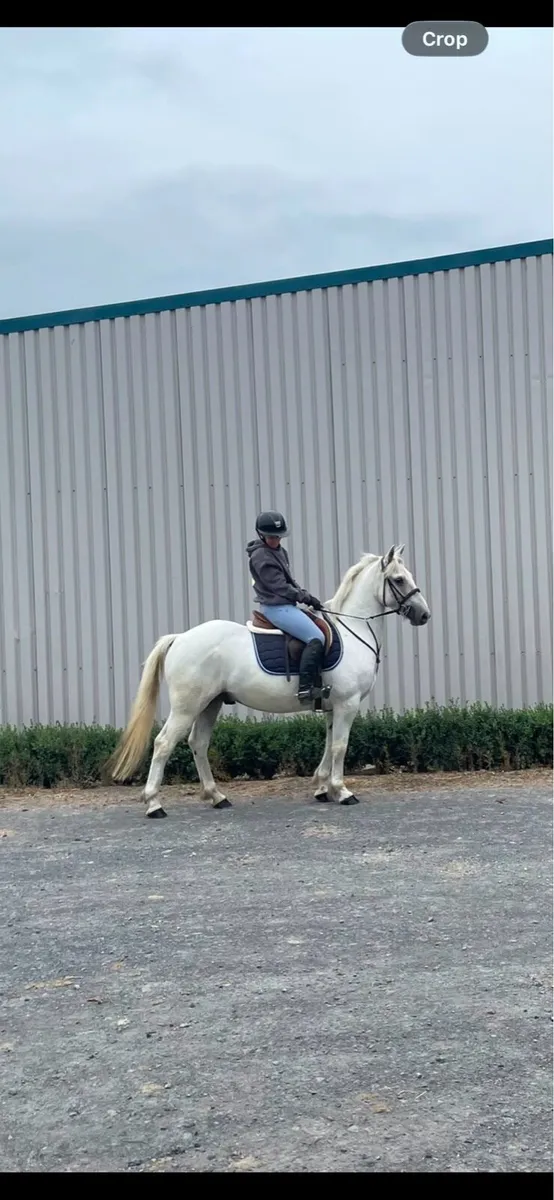 Conemara gelding - Image 1