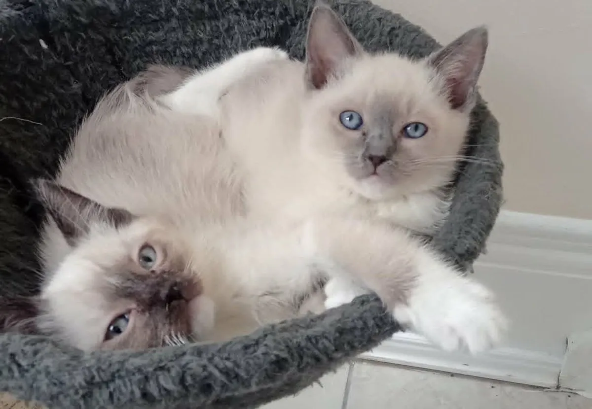kittens - Image 1