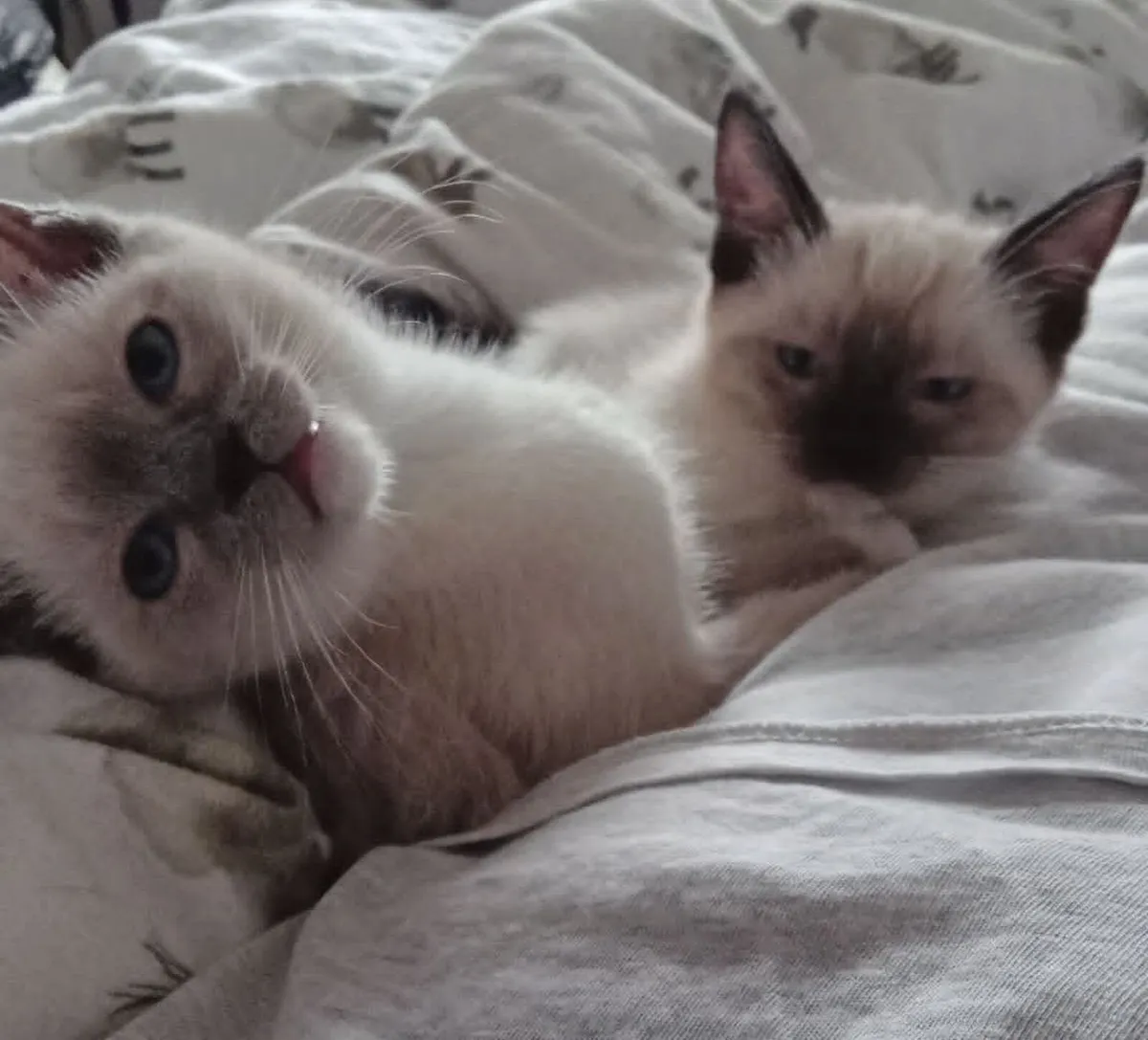 kittens - Image 2