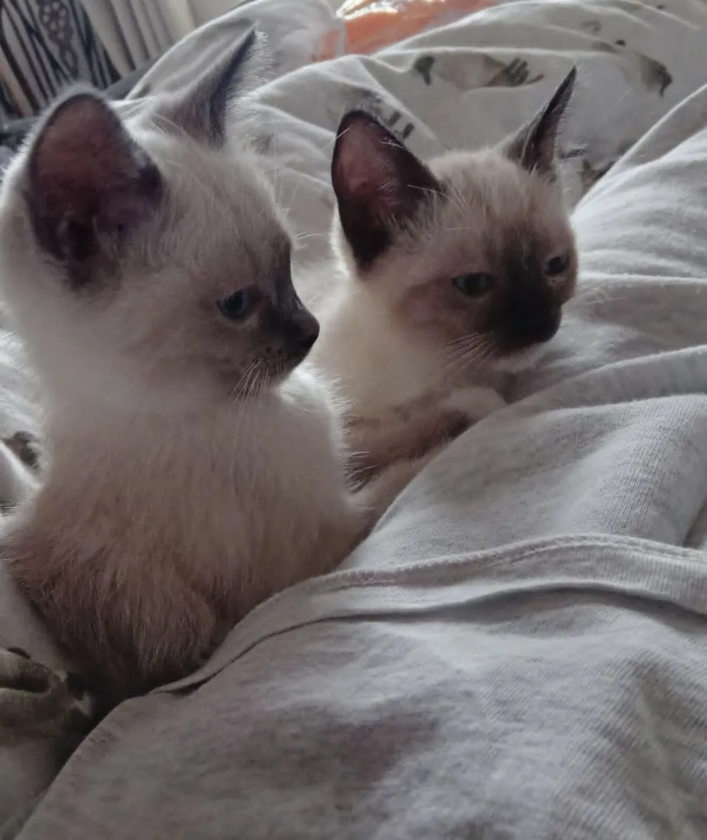 kittens - Image 3