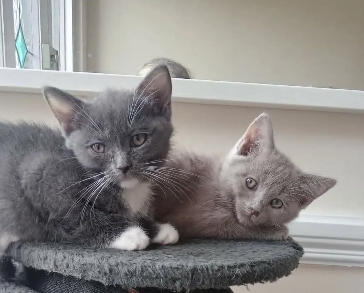 kittens - Image 4