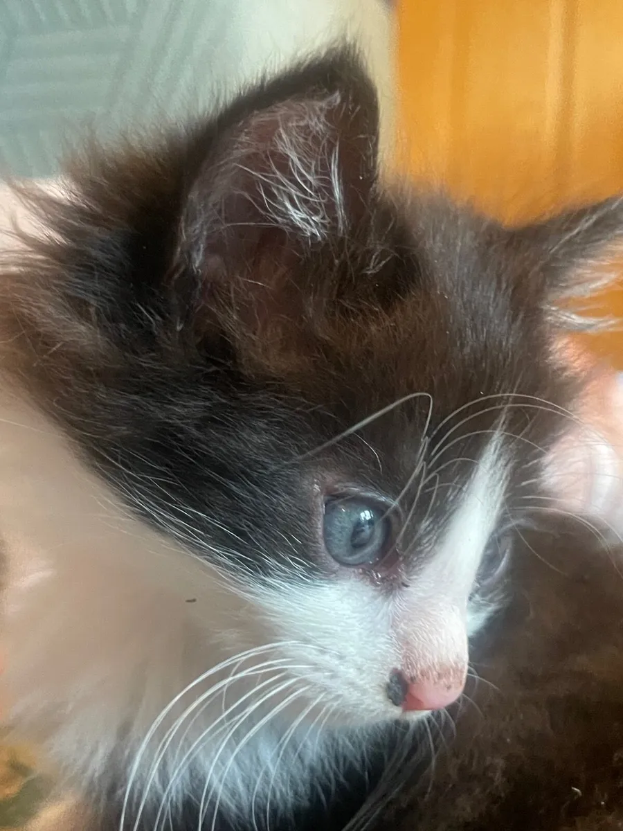 Beautiful kittens - Image 4