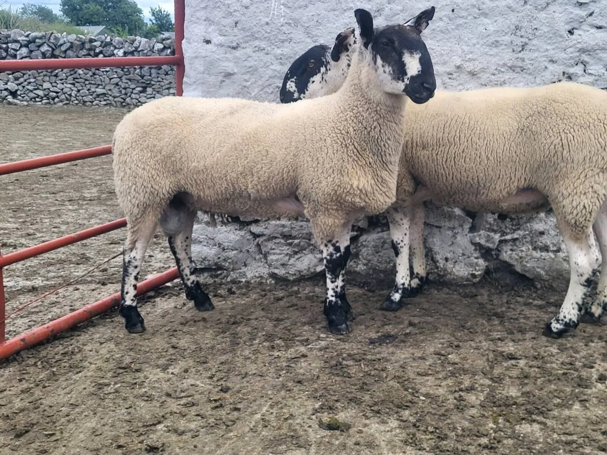 MILFORD AND BLUEFACED LEICESTER SHEARLING RAMS - Image 1