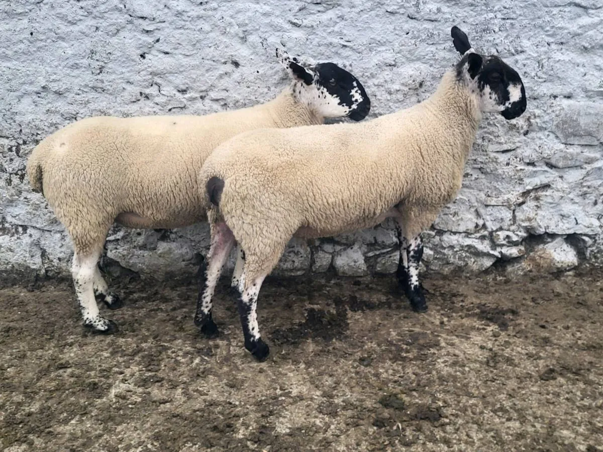 MILFORD AND BLUEFACED LEICESTER SHEARLING RAMS - Image 2