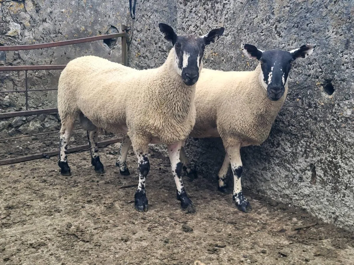 MILFORD AND BLUEFACED LEICESTER SHEARLING RAMS - Image 3
