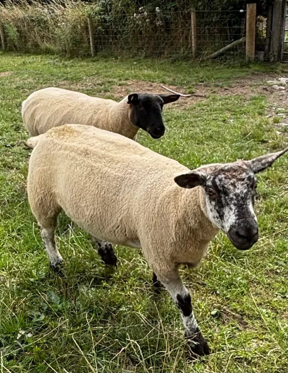 Organic Hoggets- in transition - Image 1