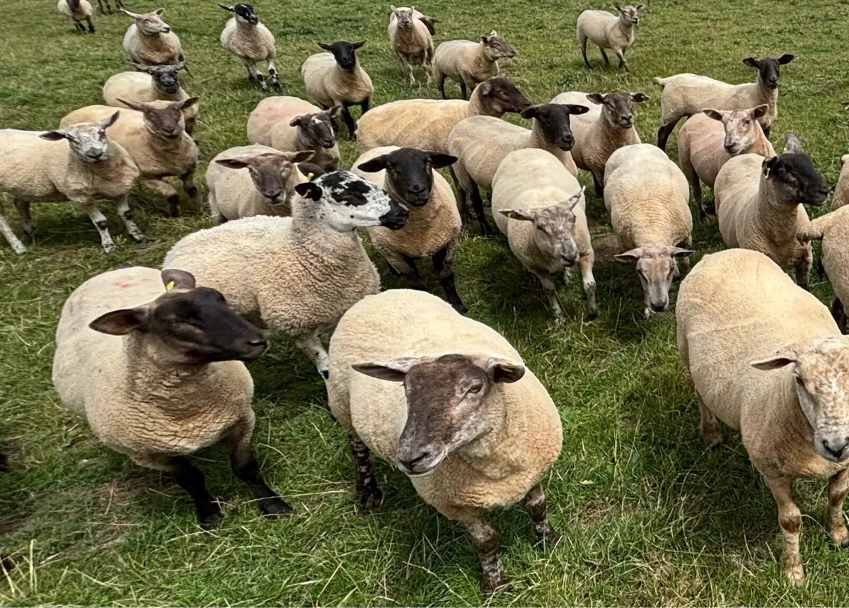 Organic Hoggets- in transition - Image 2