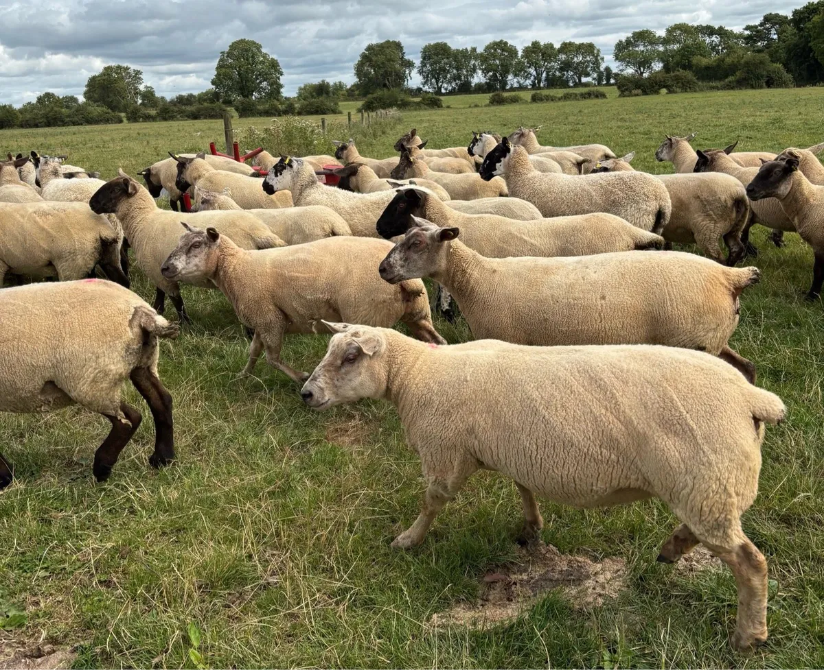 Organic Hoggets- in transition - Image 3
