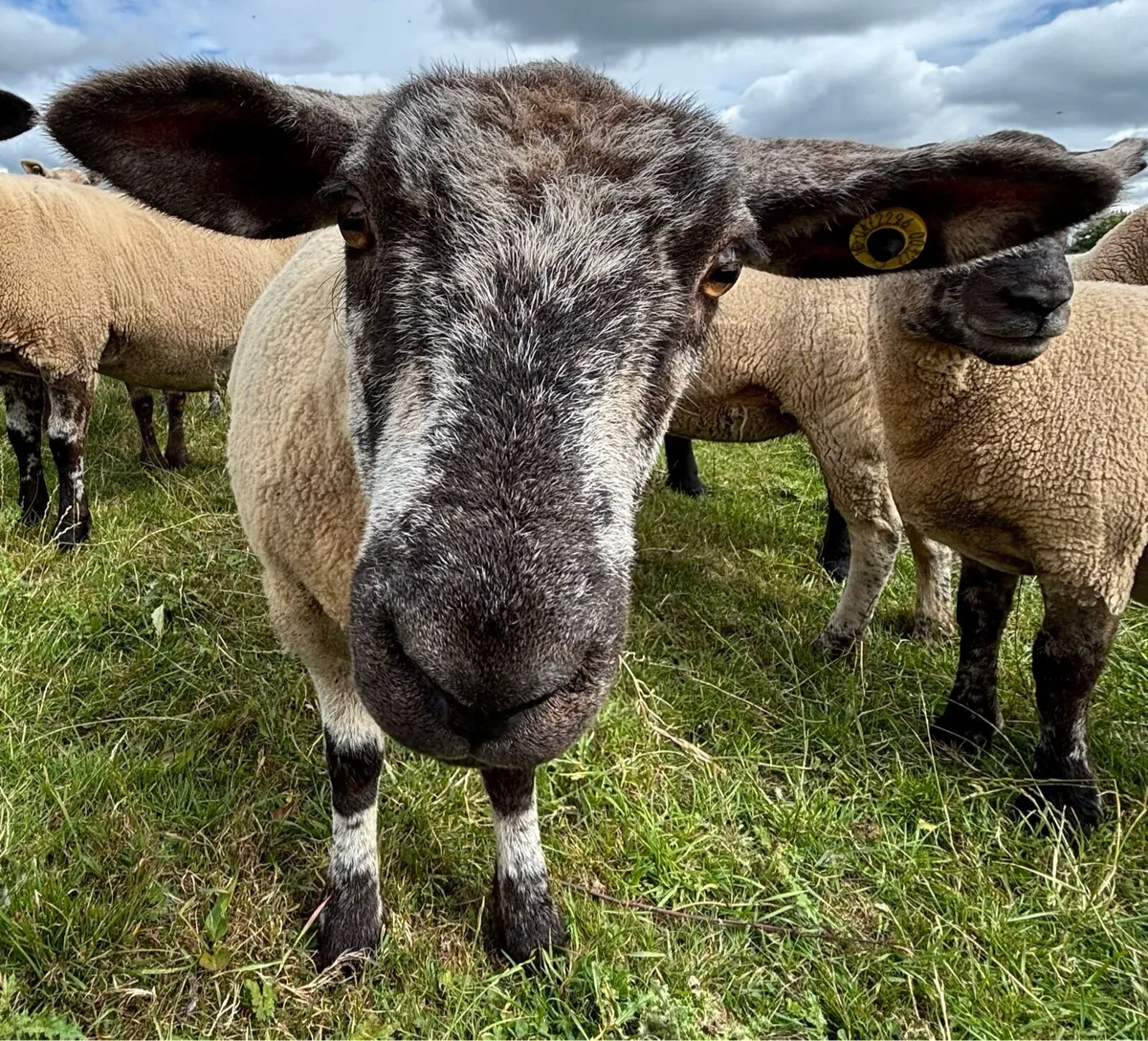 Organic Hoggets- in transition - Image 4