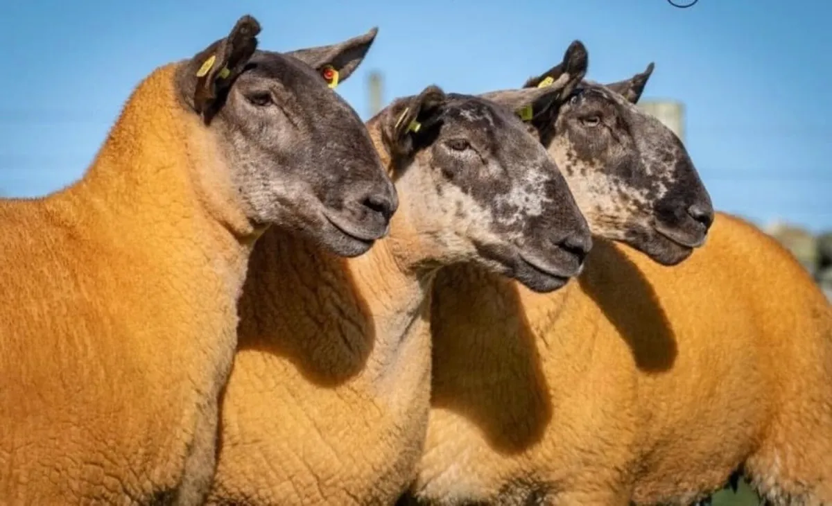 ✨Donegal Cheviot & Cheviot Cross Show&Sale✨ - Image 1