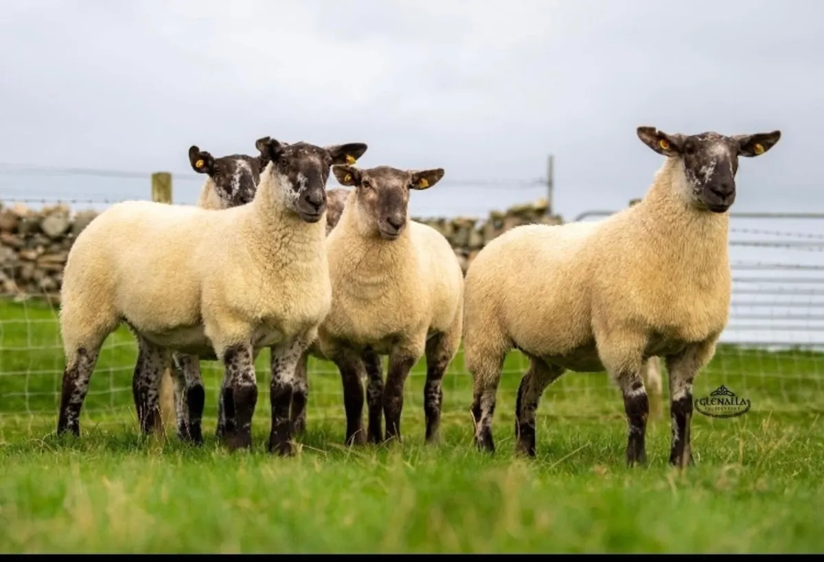 ✨Donegal Cheviot & Cheviot Cross Show&Sale✨ - Image 2