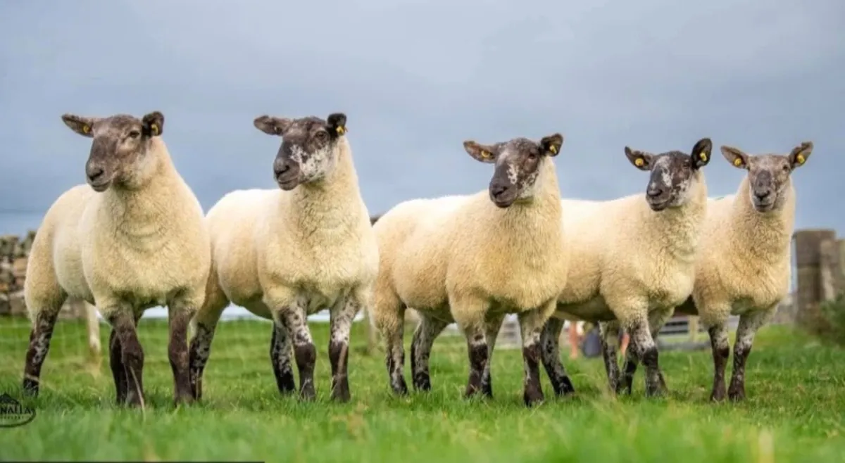 ✨Donegal Cheviot & Cheviot Cross Show&Sale✨ - Image 3