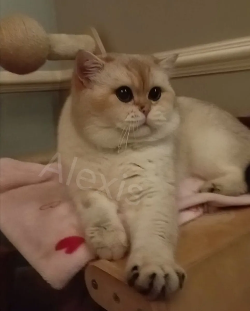 Quality Pedigree GCCF British Shorthair Male - Image 3