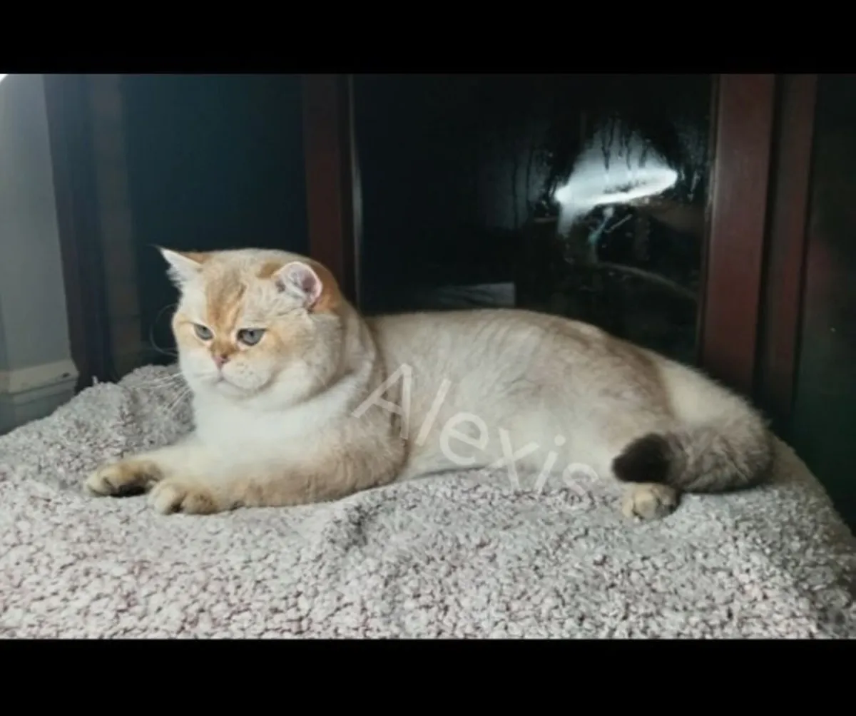 Quality Pedigree GCCF British Shorthair Male - Image 4