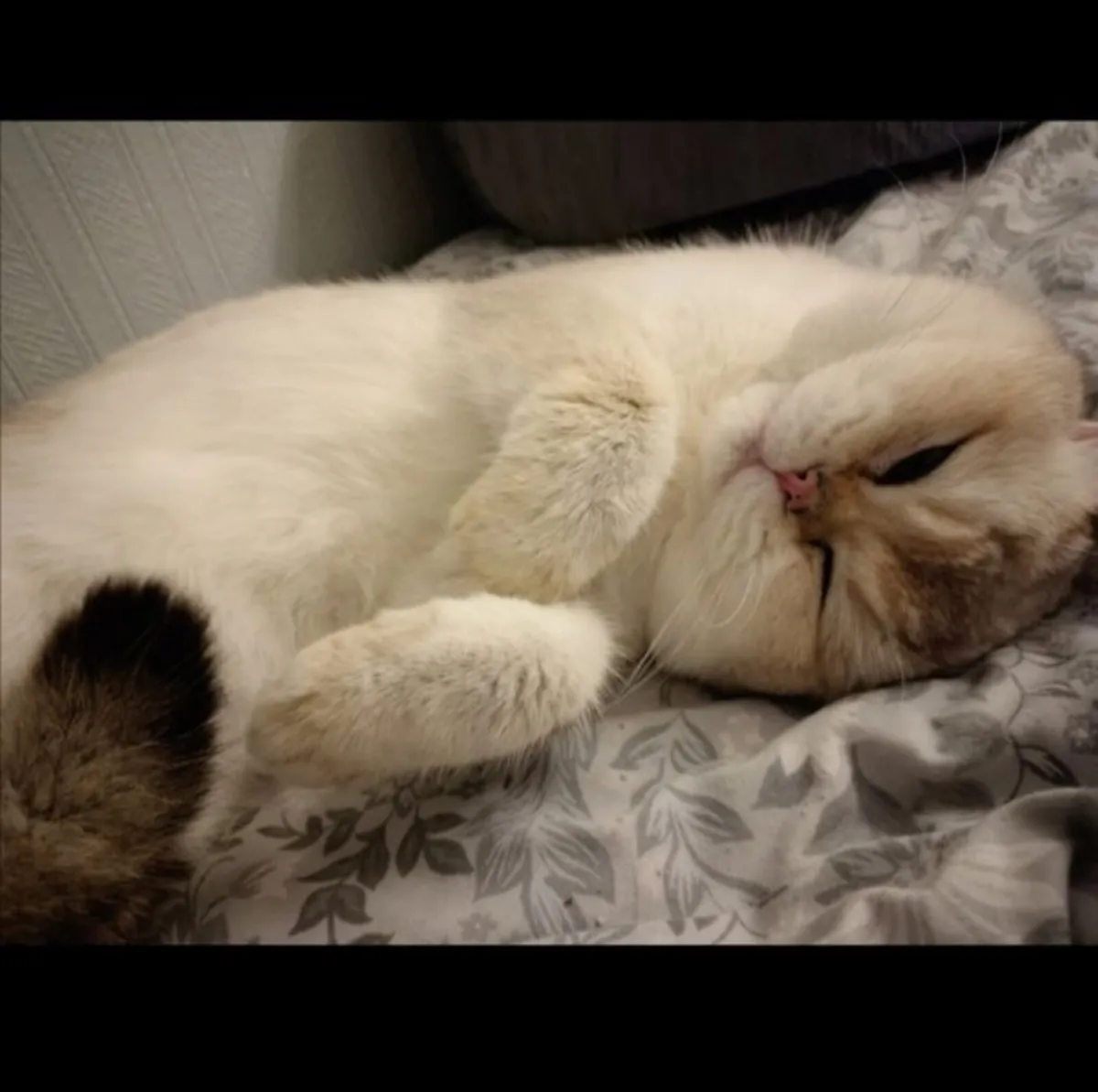 Pedigree GCCF British Shorthair Active Male Golden - Image 4