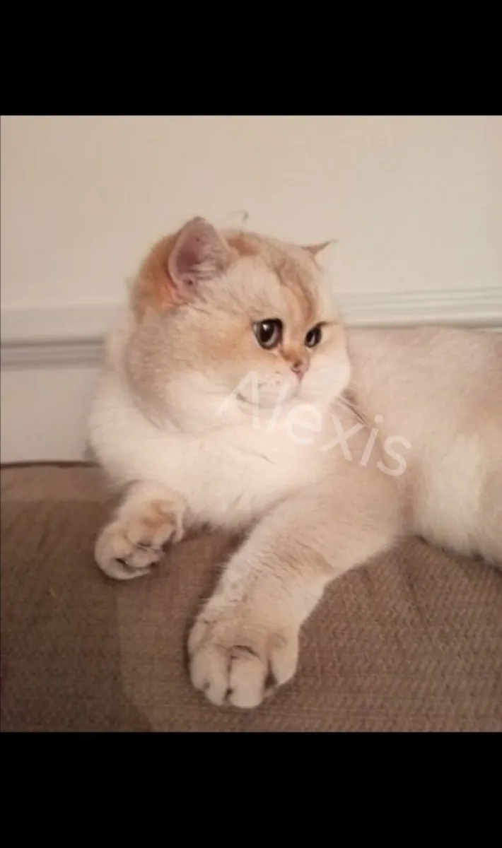Pedigree GCCF British Shorthair Active male - Image 2