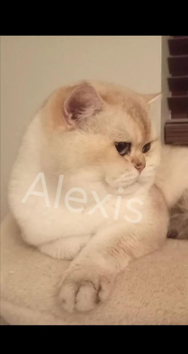 Quality Pedigree GCCF British Shorthair Male - Image 1