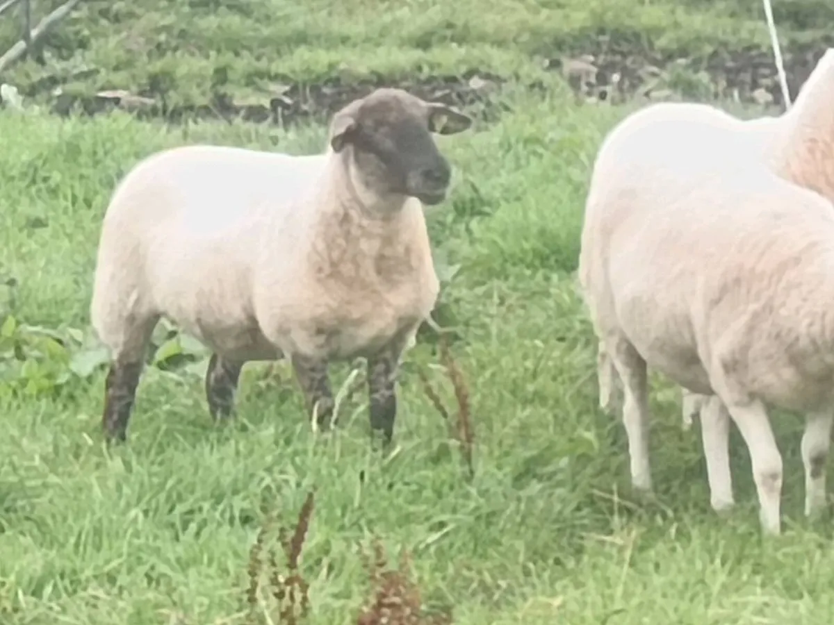 Hoggets - Image 2