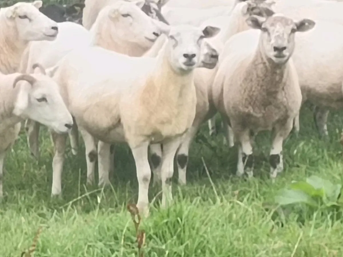 Hoggets - Image 3