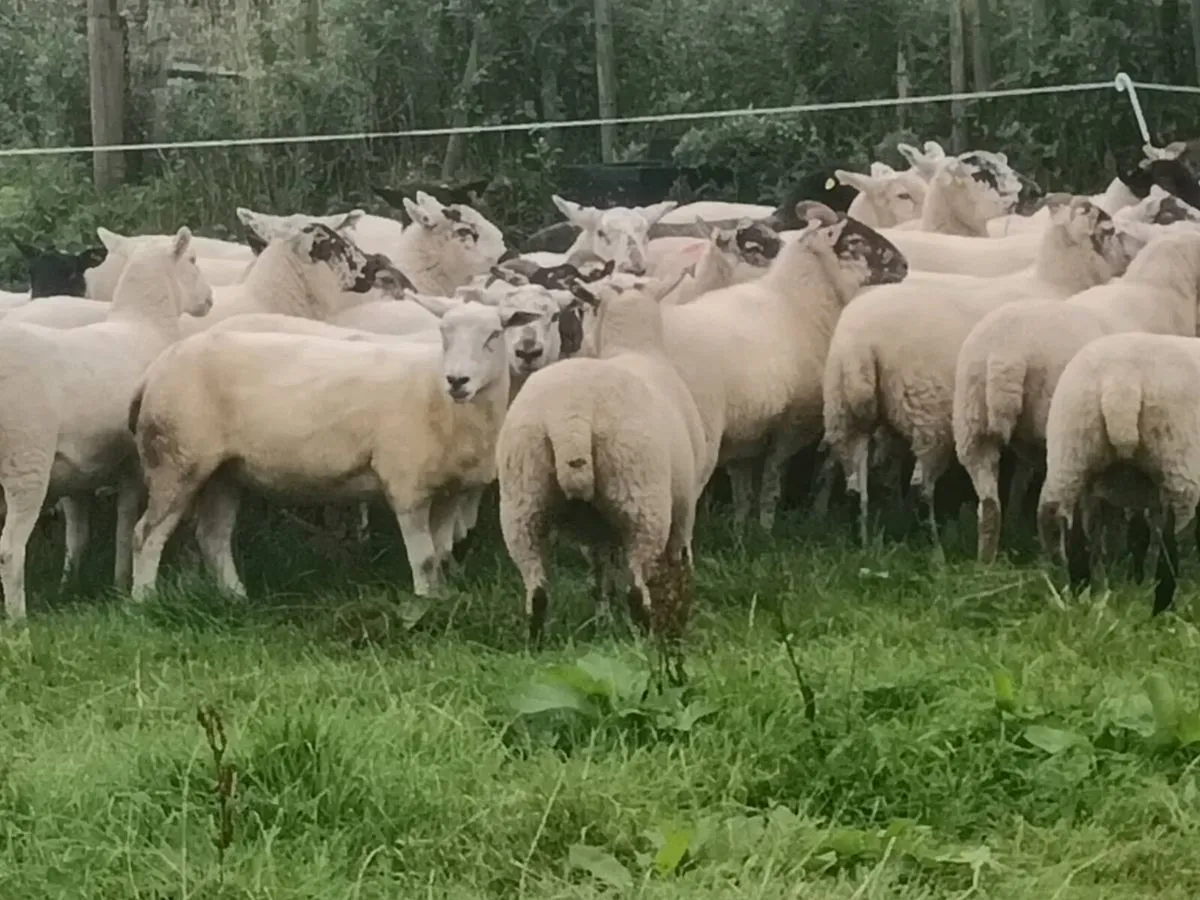 Hoggets - Image 4