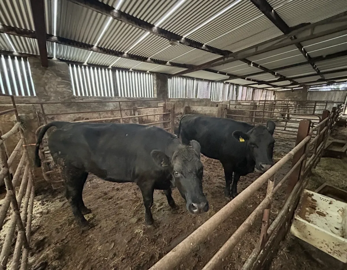 2 AA Friesian Cross Heifers - Image 1