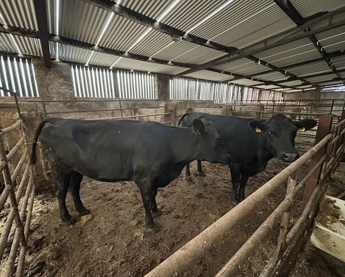 2 AA Friesian Cross Heifers - Image 2