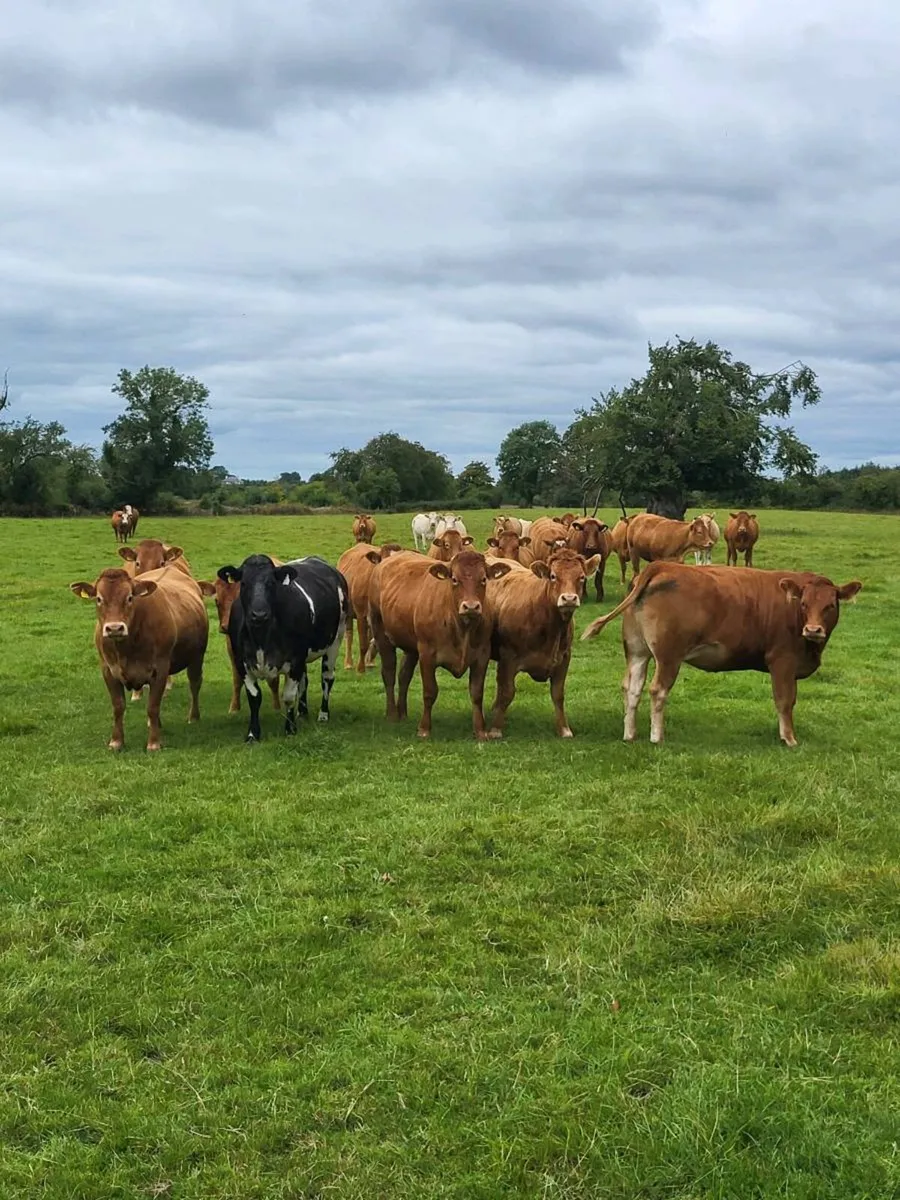 Incalf heifers - Image 1