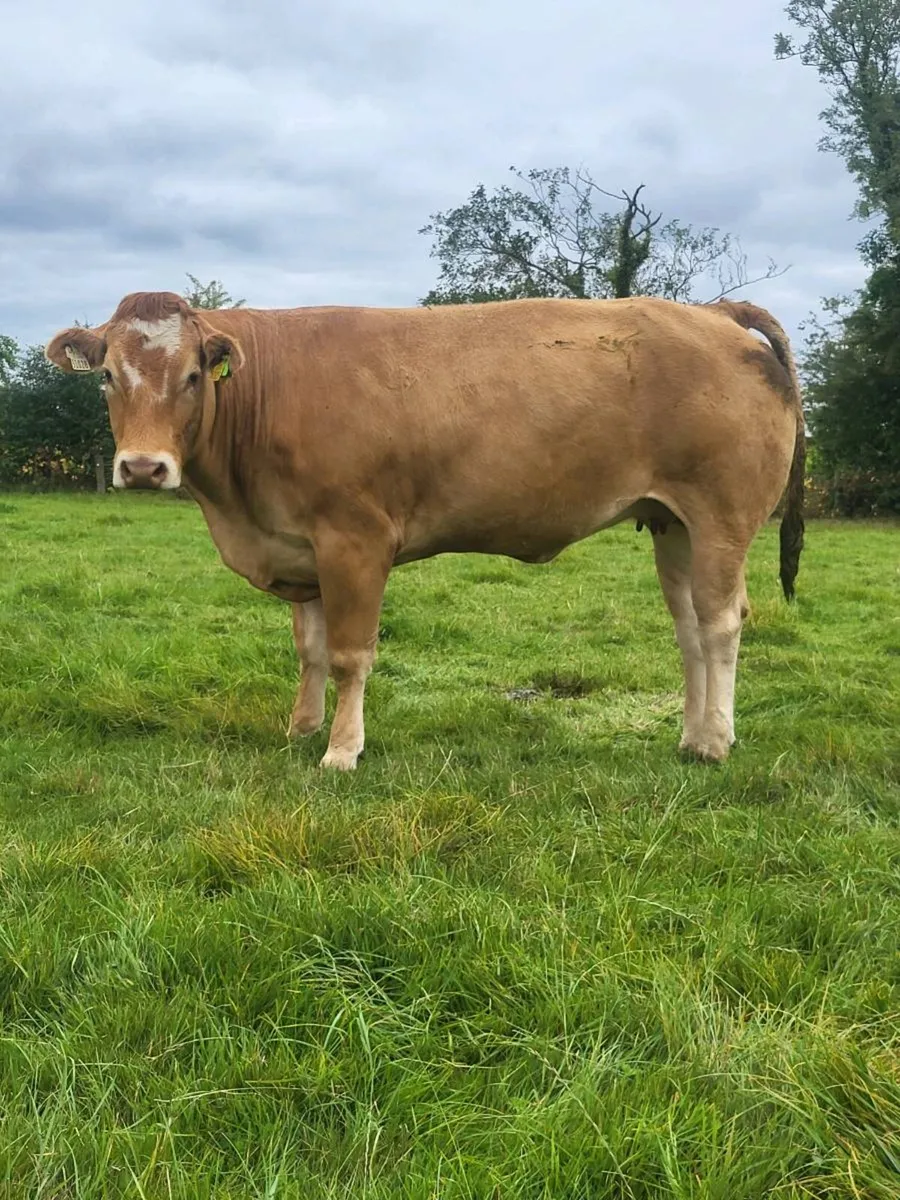 Incalf heifers - Image 3
