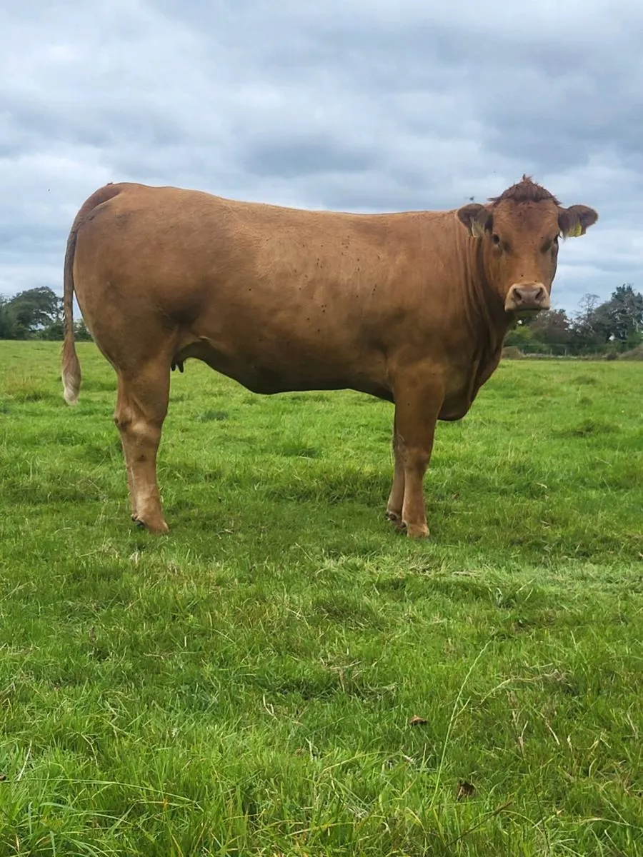 Incalf heifers - Image 2