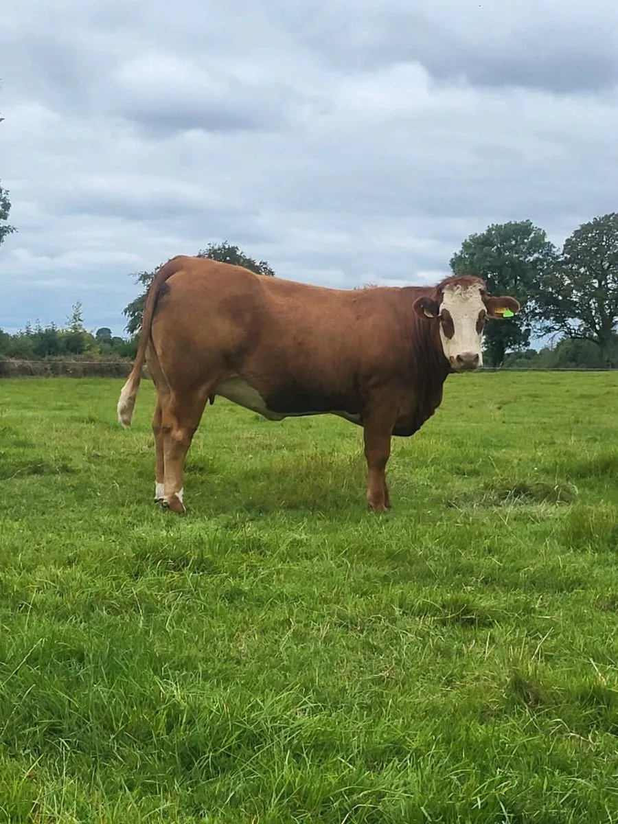 Incalf heifers - Image 4