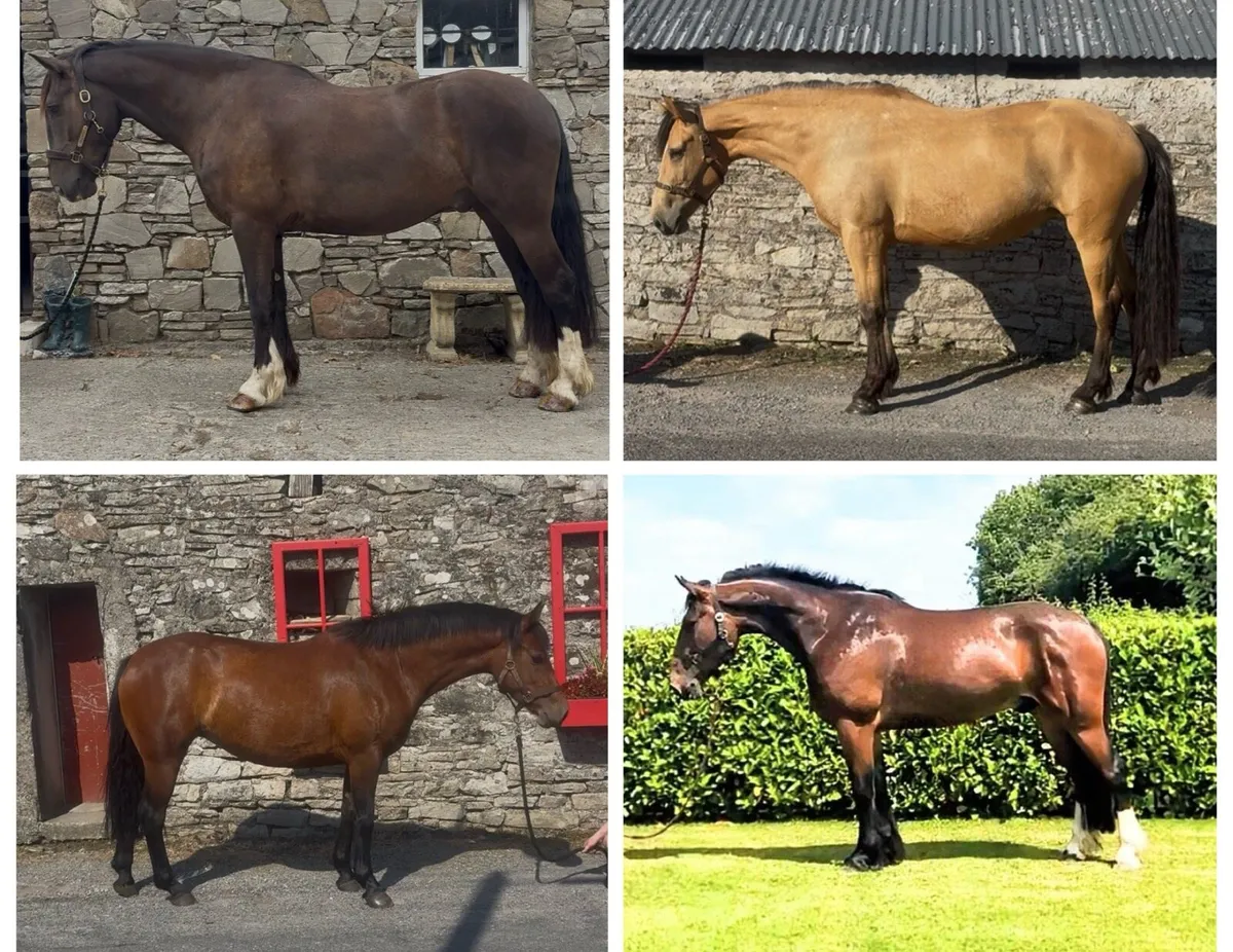 Quality for Clifden - Image 1