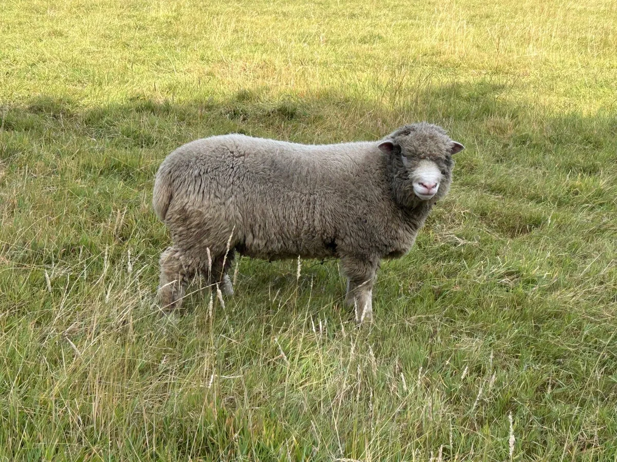 Dorset Rams - Image 2