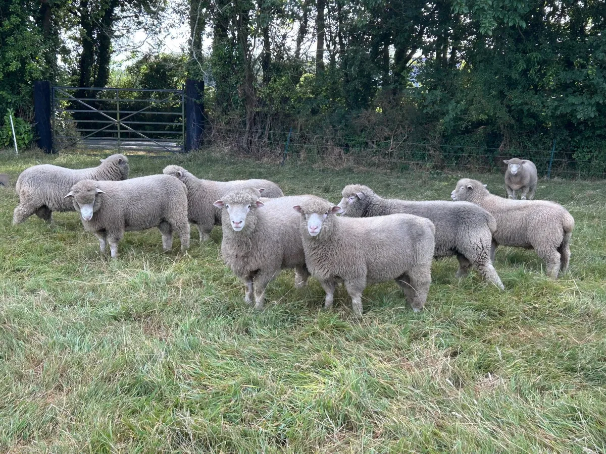 Dorset Rams - Image 3