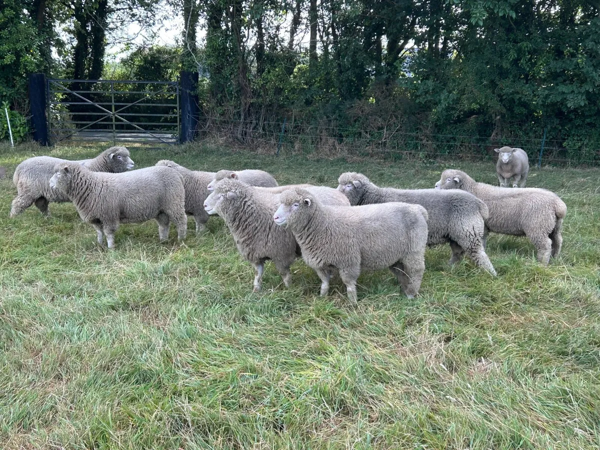Dorset Rams - Image 4