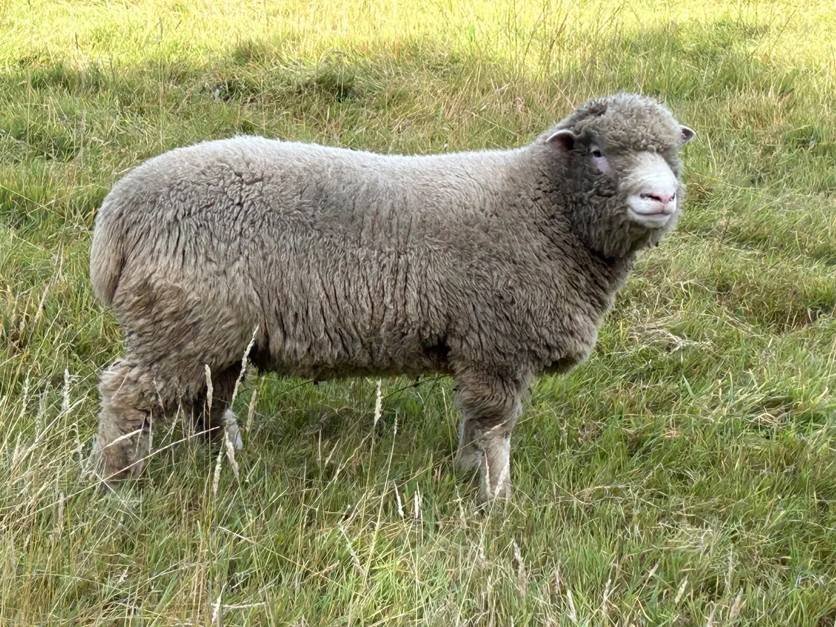 Dorset Rams - Image 1