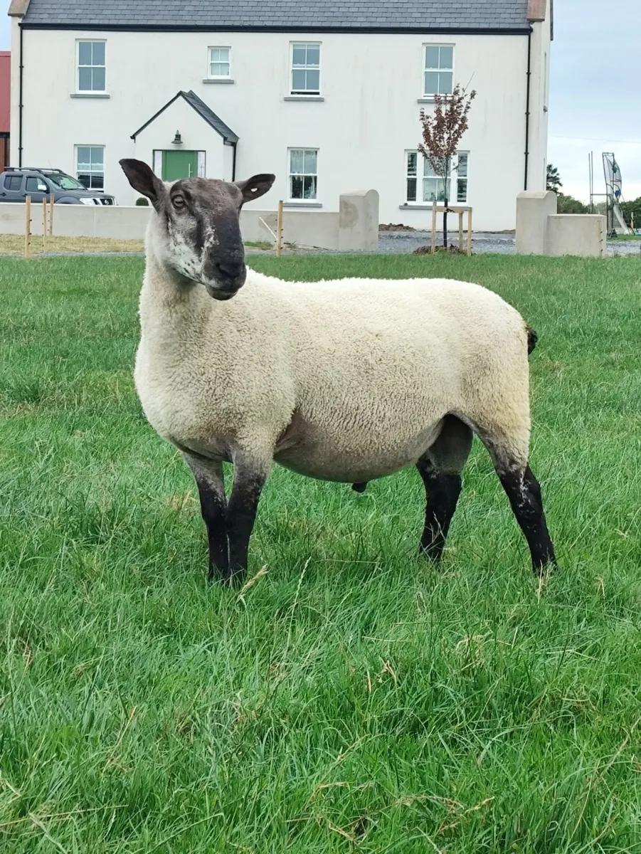Sheep - Image 2