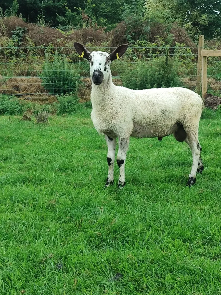 Sheep - Image 3