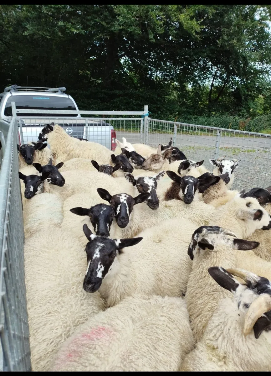 Sheep - Image 1