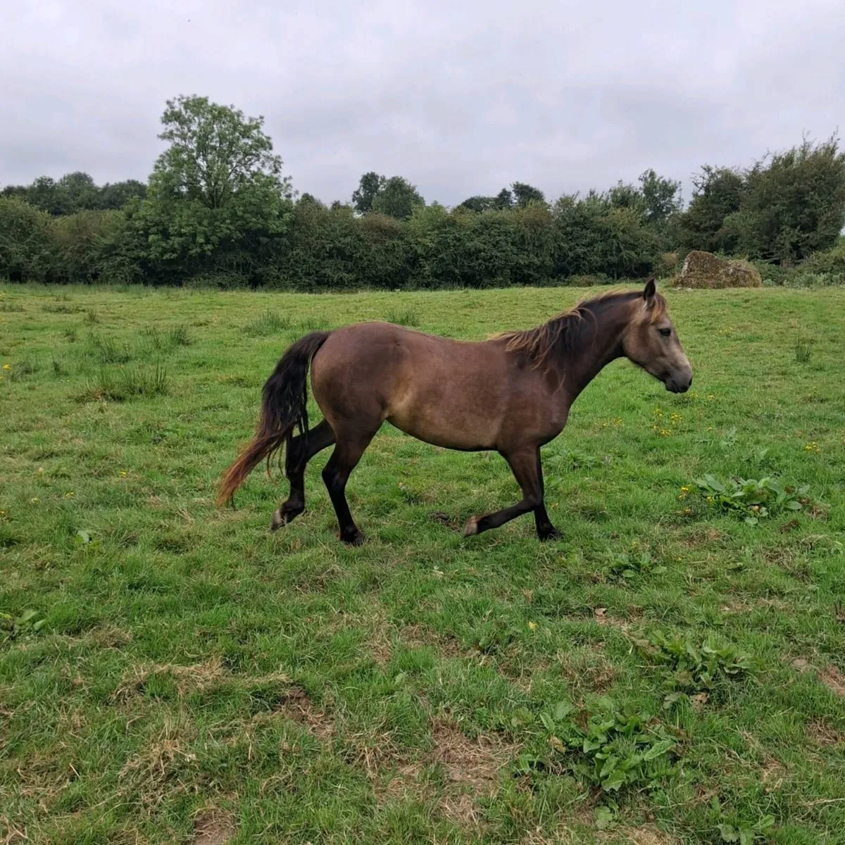 Dun connemara fillies - Image 2