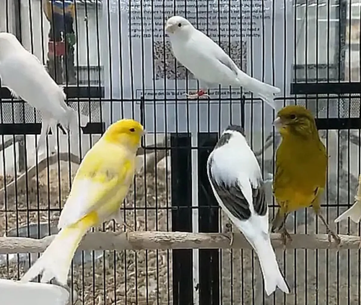 Canaries for Sale 🐦