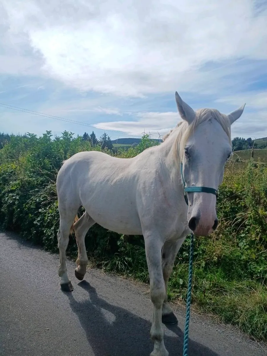 Irish draught gelding - Image 3
