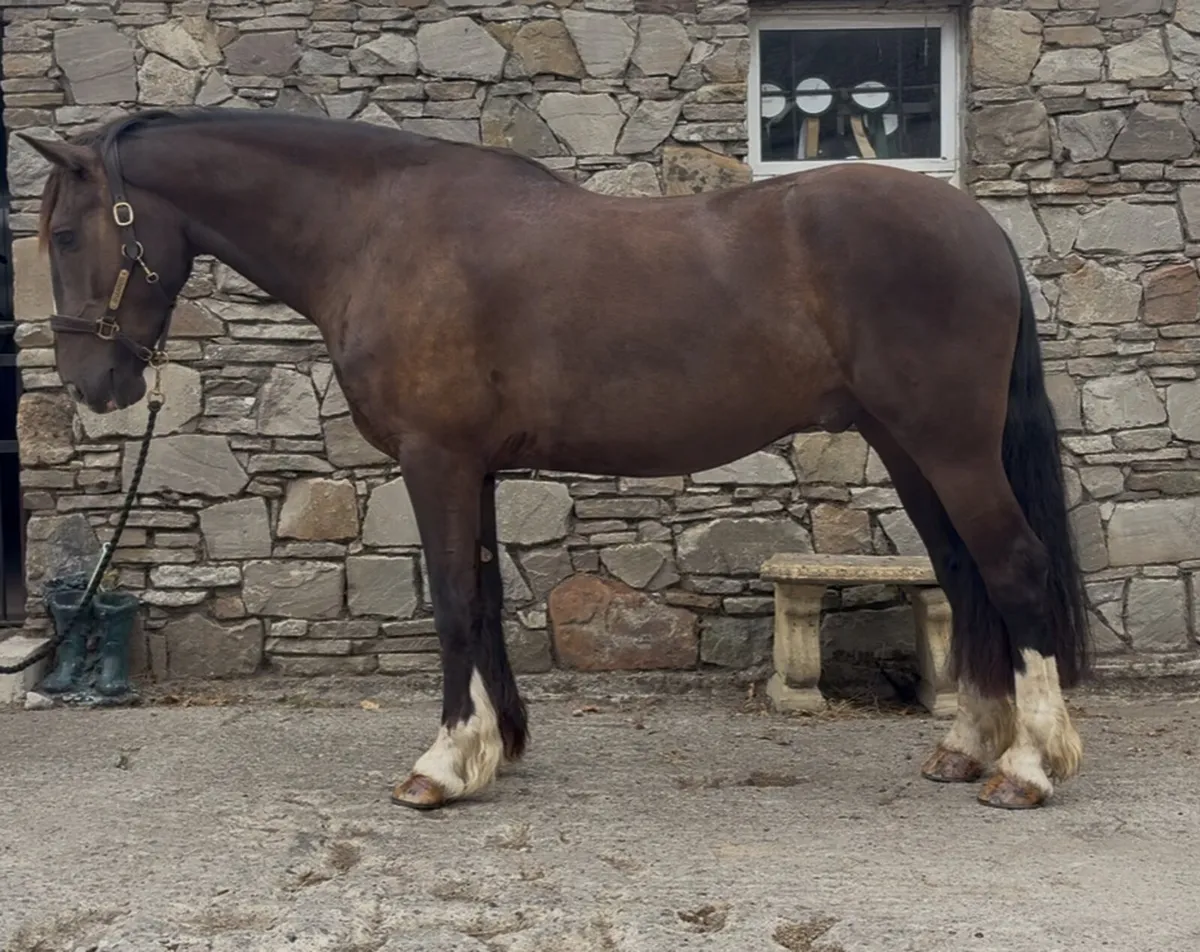 Quality for Clifden - Image 4