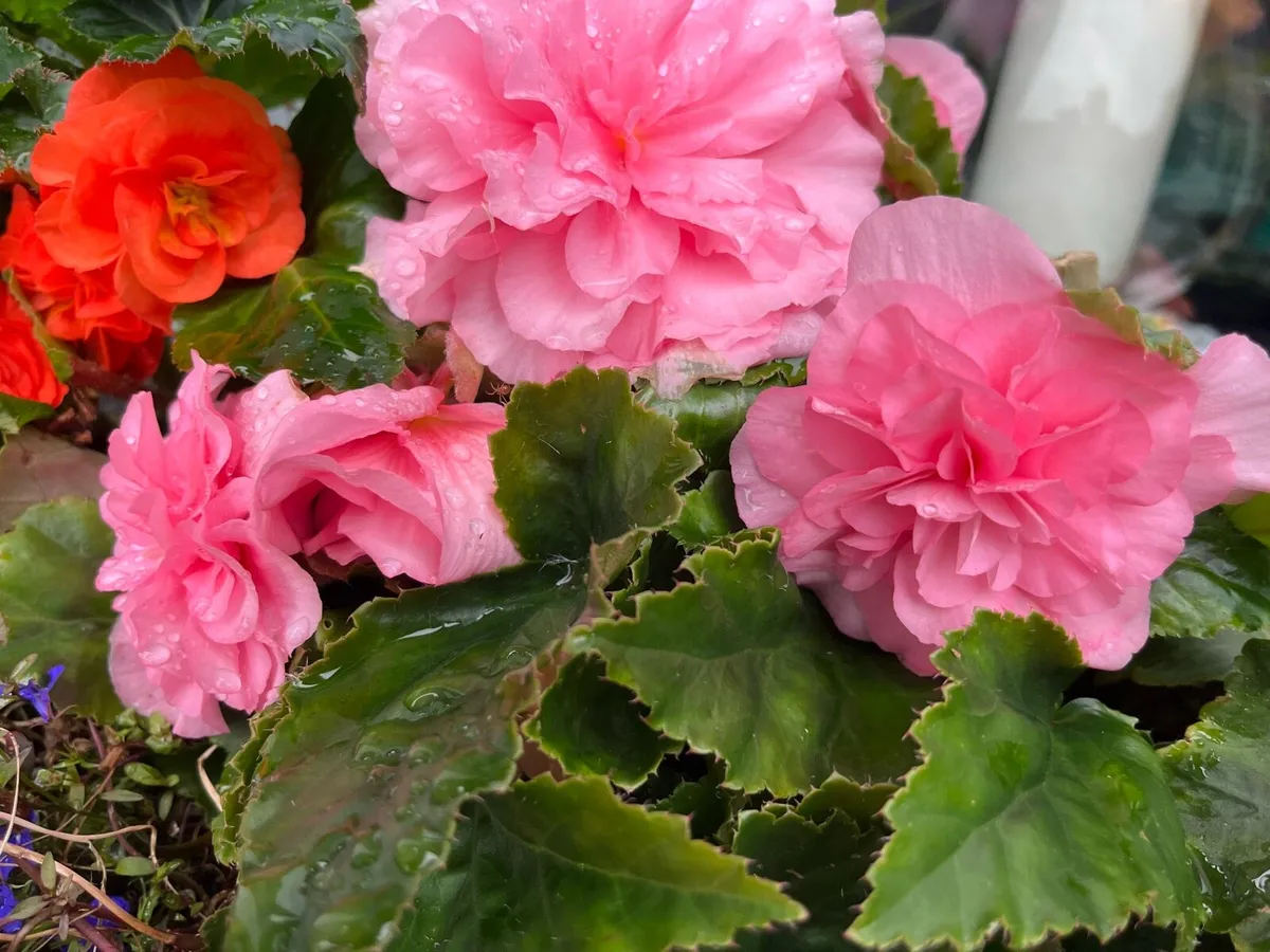 Window box concrete filled with Begonias very heav - Image 3