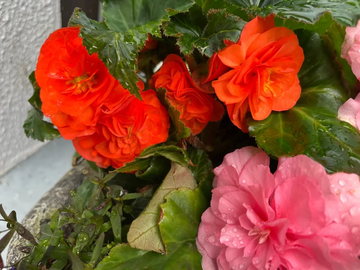 Window box concrete filled with Begonias very heav - Image 4