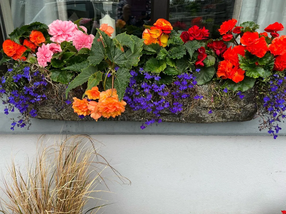 Window box concrete filled with Begonias very heav - Image 1