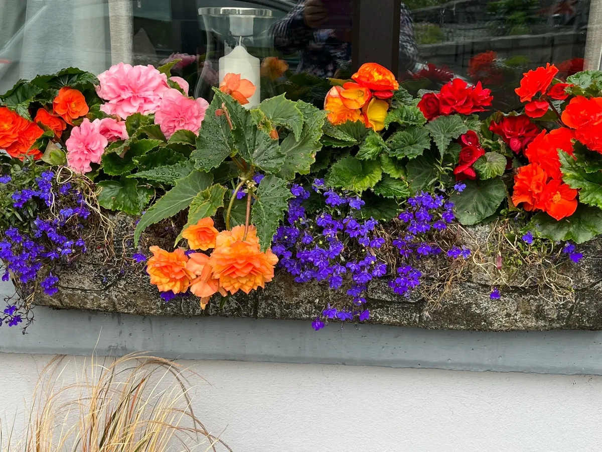 Window box concrete filled with Begonias very heav - Image 2