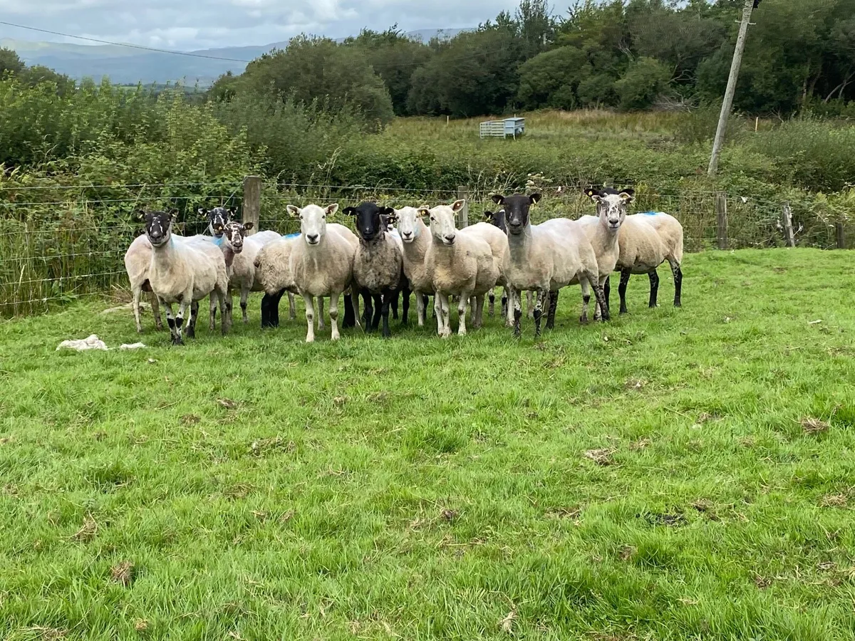 14 Super Breeding Ewes - Image 2