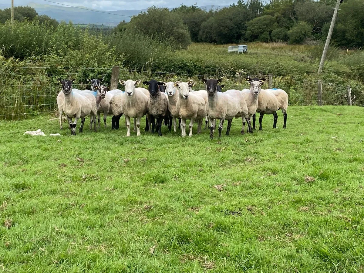 14 Super Breeding Ewes - Image 3